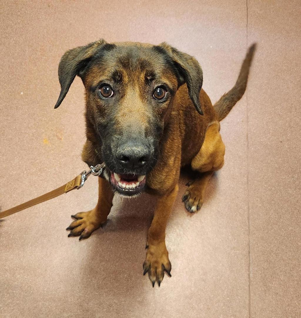 Shelter Stray Male Dog last seen 1057A MacArthur Boulevard, SAN LEANDRO, CA, 94577, 8323 Baldwin St, Oakland, CA 94621, USA