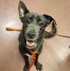 Shelter Stray Female Dog last seen 1057A MacArthur Boulevard, SAN LEANDRO, CA, 94577, 8323 Baldwin St, Oakland, CA 94621, USA