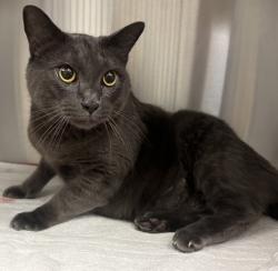 Shelter Stray Male Cat last seen Near S Fig Street, Escondido, CA, 92025, Escondido, CA 92027, USA