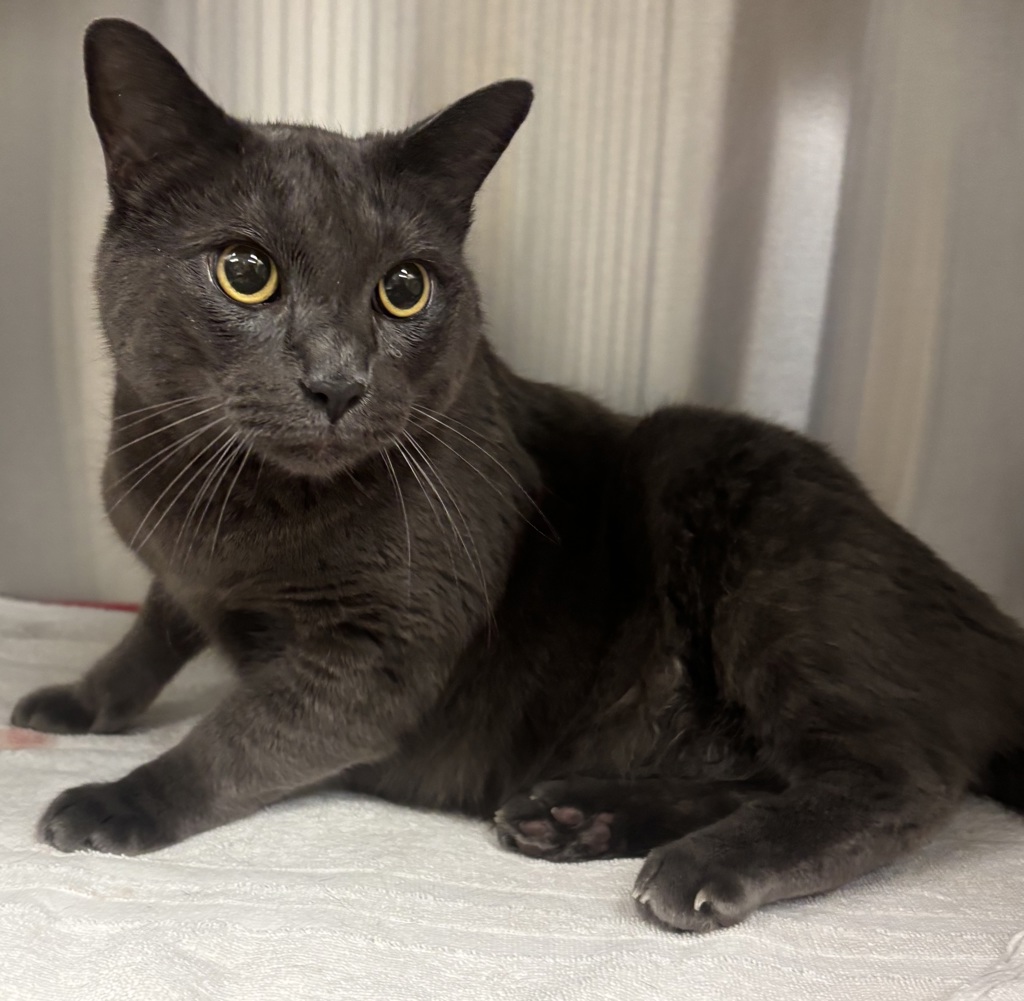 Shelter Stray Male Cat last seen Near S Fig Street, Escondido, CA, 92025, Escondido, CA 92027, USA