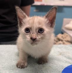 Shelter Stray Female Cat last seen Near E Valley Parkway, Escondido, CA, 92027, Escondido, CA 92027, USA