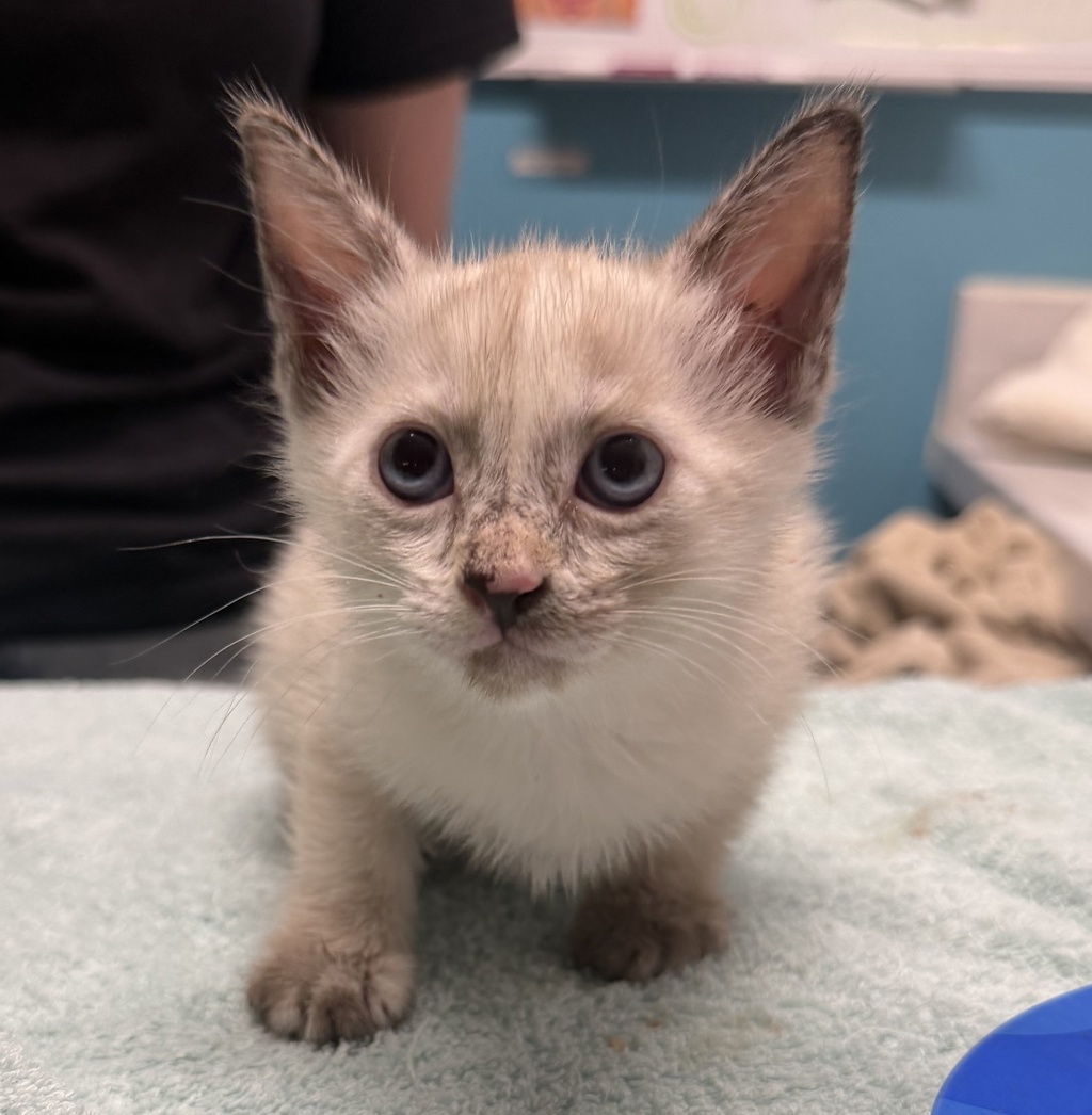 Shelter Stray Female Cat last seen Near E Valley Parkway, Escondido, CA, 92027, Escondido, CA 92027, USA
