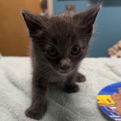 Shelter Stray Male Cat last seen Near E Valley Parkway, Escondido, CA, 92027, Escondido, CA 92027, USA