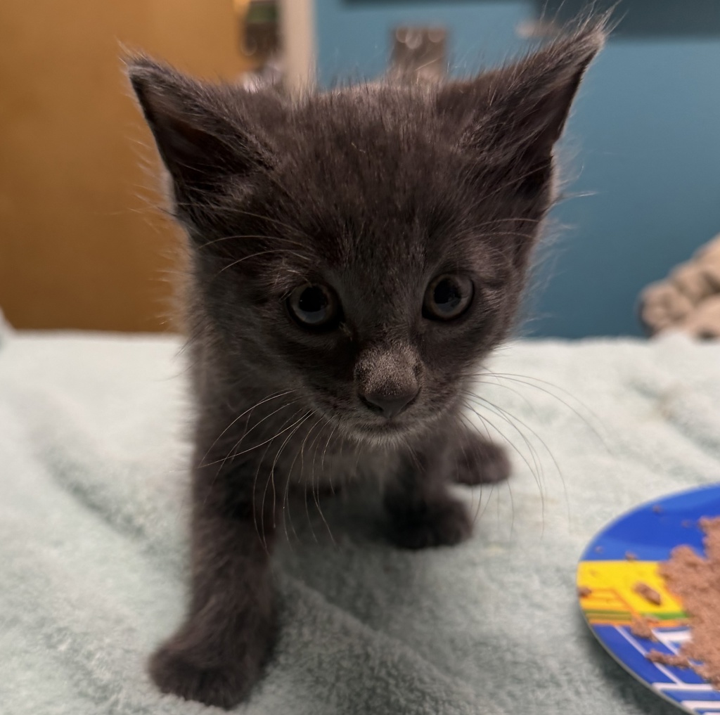 Shelter Stray Male Cat last seen Near E Valley Parkway, Escondido, CA, 92027, Escondido, CA 92027, USA
