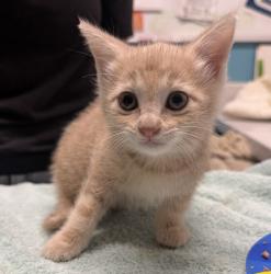 Shelter Stray Male Cat last seen Near E Valley Parkway, Escondido, CA, 92027, Escondido, CA 92027, USA