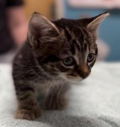 Shelter Stray Female Cat last seen Near E Valley Parkway, Escondido, CA, 92027, Escondido, CA 92027, USA