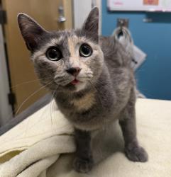 Shelter Stray Female Cat last seen Near E Valley Parkway, Escondido, CA, 92027, Escondido, CA 92027, USA