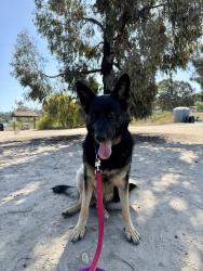 Shelter Stray Female Dog last seen Near Bayside Walk, San Diego, CA, 92109, 5500 Gaines St, San Diego, CA 92110, USA