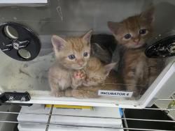 Shelter Stray Female Cat last seen 118th street and 5th avenue, NEW YORK, NY, 10026, 326 E 110th St, New York, NY 10029, USA