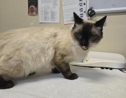 Shelter Stray Male Cat last seen Near Branch Court, Oceanside, CA, 92058, Oceanside, CA 92058, USA