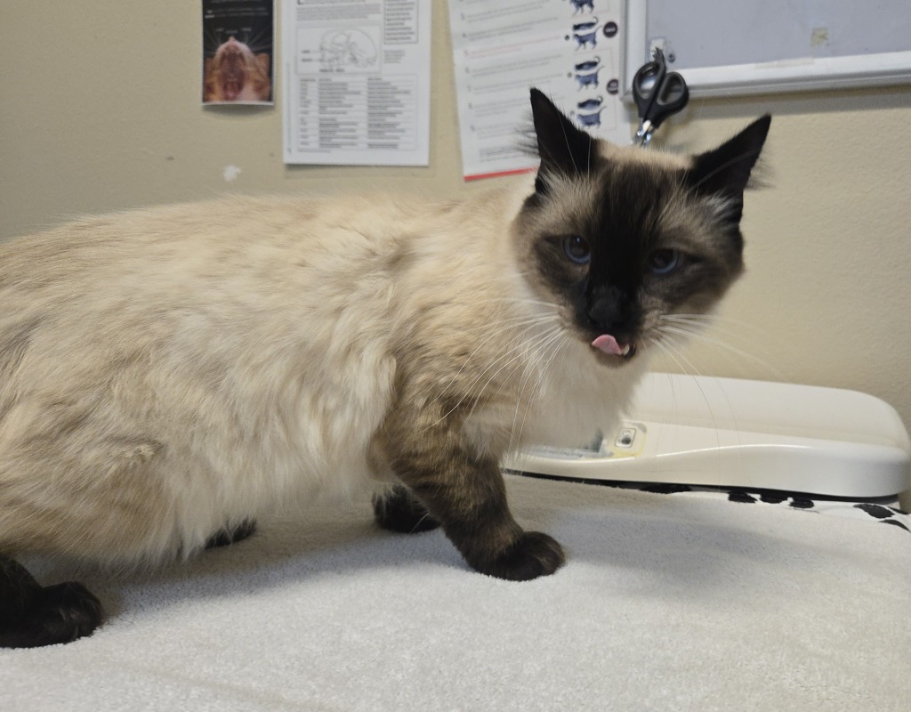 Shelter Stray Male Cat last seen Near Branch Court, Oceanside, CA, 92058, Oceanside, CA 92058, USA