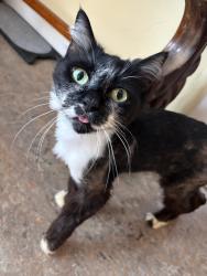 Shelter Stray Female Cat last seen Near 38th Street, San Diego, CA, 92105, 5500 Gaines St, San Diego, CA 92110, USA