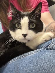 Shelter Stray Male Cat last seen Apt 133,820 W 200 S, SALT LAKE CITY, UT, 84104, 511 W 3900 S, Salt Lake City, UT 84123, USA