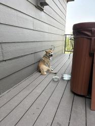 Reunited Male Dog last seen Washington 134theve area, Thornton, CO 80241