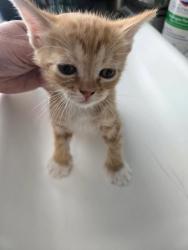 Shelter Stray Female Cat last seen Near E Regal Street, MURRAY CITY, UT, 84107, 511 W 3900 S, Salt Lake City, UT 84123, USA