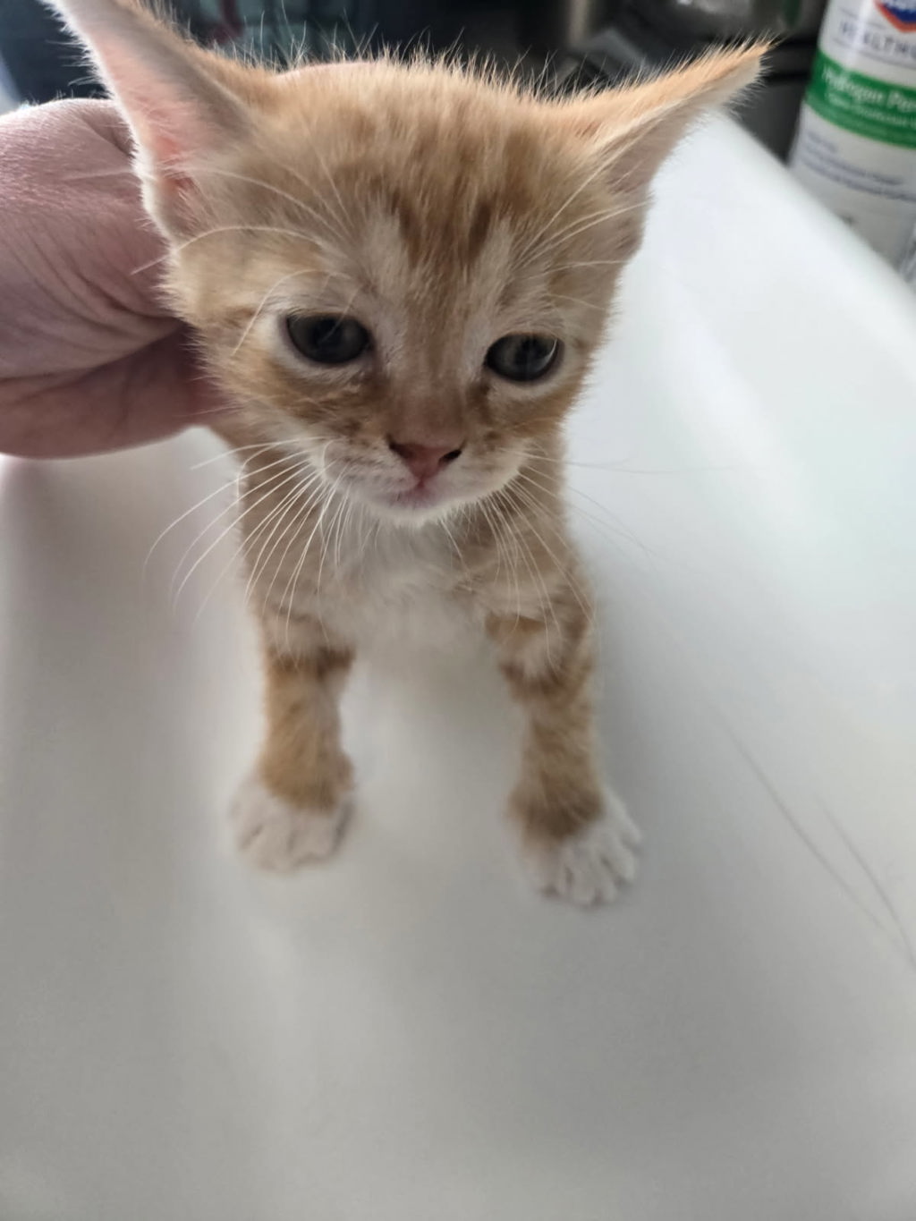 Shelter Stray Female Cat last seen Near E Regal Street, MURRAY CITY, UT, 84107, 511 W 3900 S, Salt Lake City, UT 84123, USA