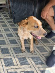 Reunited Male Dog last seen Marion Rd and Norrell Rd, Venus, TX 76084