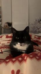 Reunited Female Cat last seen Kings Ave, Cedar Ave and Lowton Business Park, Lowton, England 