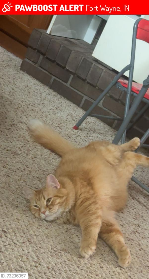 Lost Male Cat last seen Copper Hill subdivision, Fort Wayne, IN 46804