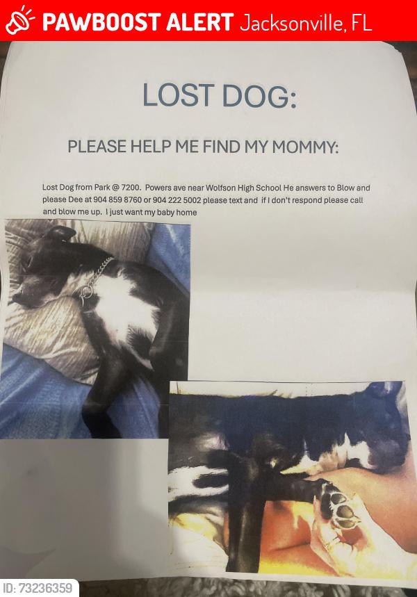 Lost Male Dog last seen University blvd & Powers Ave, Jacksonville, FL 32217