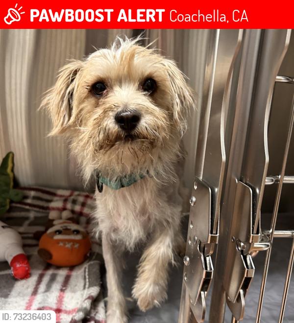 Lost Male Dog last seen 51st Ave and Calhoun, Coachella, CA 92236