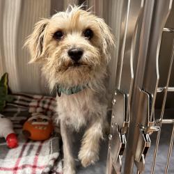 Lost Male Dog last seen 51st Ave and Calhoun, Coachella, CA 92236