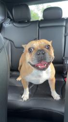 Reunited Female Dog last seen Running just past Lake Jessup ests, Seminole County, FL 32773