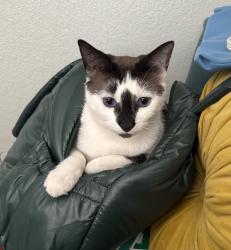 Lost Female Cat last seen the area between Arden Mall and Ethan Way, Sacramento, CA 95815