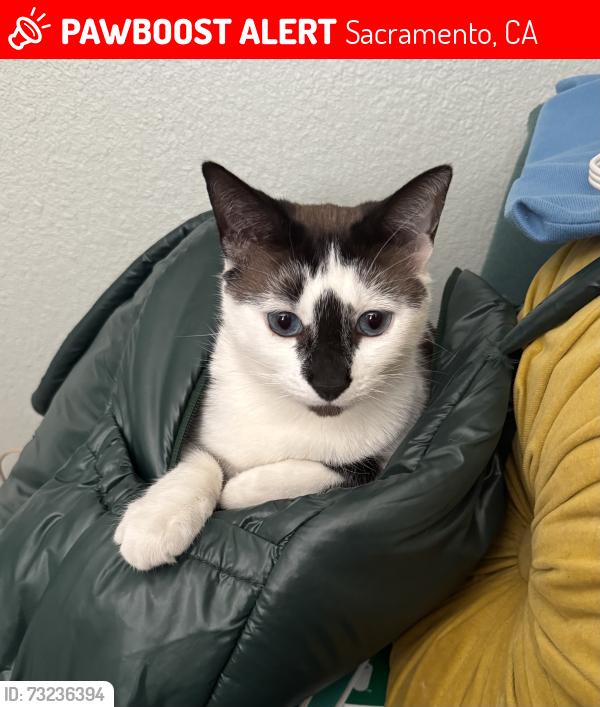 Lost Female Cat last seen the area between Arden Mall and Ethan Way, Sacramento, CA 95815