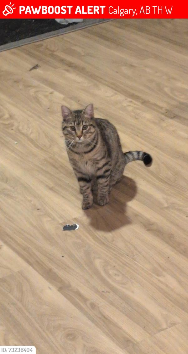 Lost Female Cat last seen Fountain road se Calgary, Calgary, AB T2H 0W8
