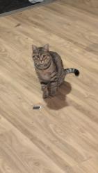 Lost Female Cat last seen Fountain road se Calgary, Calgary, AB T2H 0W8