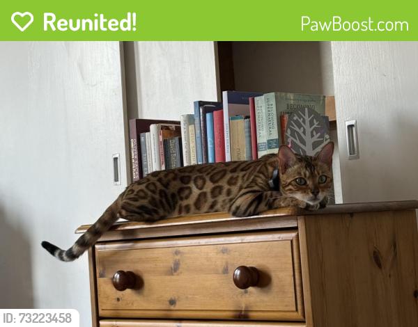 Reunited Female Cat last seen Marksbury Road, Bristol City, England BS3 5LW