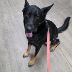 Shelter Stray Female Dog last seen , 361 S Raymond Ave, Pasadena, CA 91105, USA