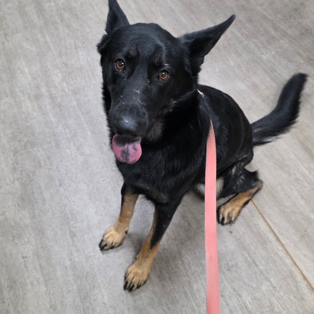 Shelter Stray Female Dog last seen , 361 S Raymond Ave, Pasadena, CA 91105, USA