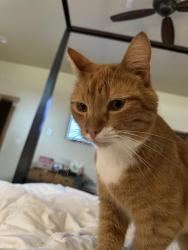Lost Male Cat last seen Old highway 99, Olympia, WA 98501
