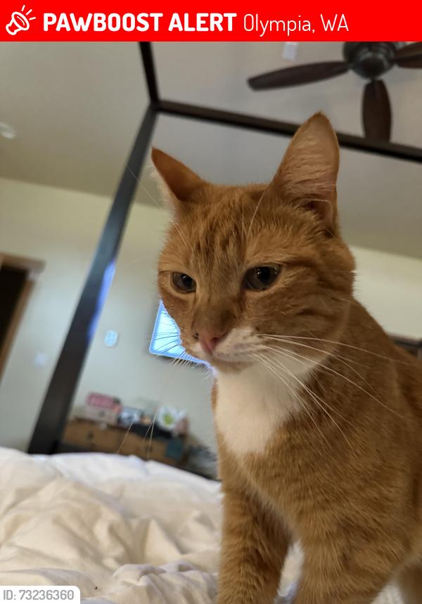 Lost Male Cat last seen Old highway 99, Olympia, WA 98501