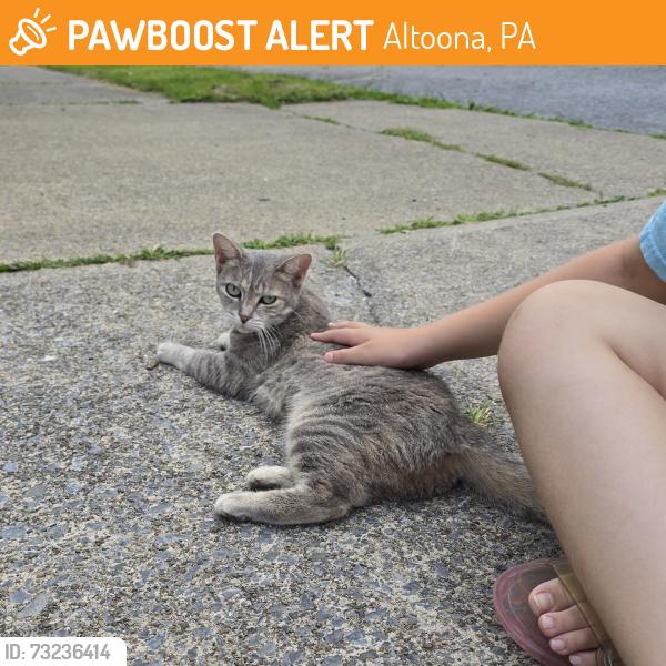 Found/Stray Female Cat last seen 2nd street, Altoona, PA 16601