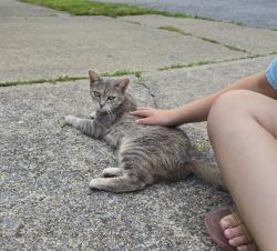 Found/Stray Female Cat last seen 2nd street, Altoona, PA 16601