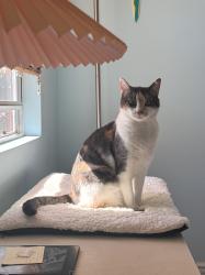 Reunited Female Cat last seen Near Endless Vista, Aliso Viejo, CA 92656, USA, Aliso Viejo, CA 92656