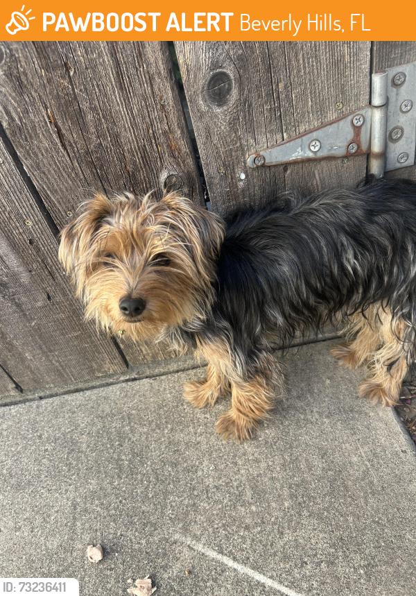 Found/Stray Female Dog last seen W. Barrymore St and CommerceSt - Collegeview, Beverly Hills, FL 34465