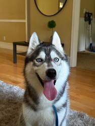Found/Stray Male Dog last seen roswell, ga, Roswell, GA 30075