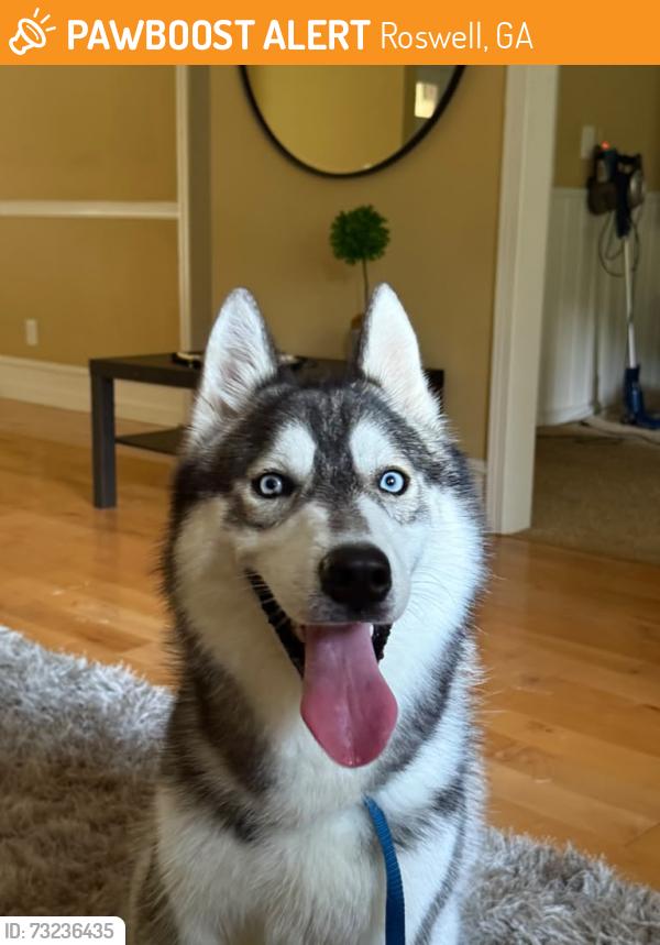 Found/Stray Male Dog last seen roswell, ga, Roswell, GA 30075