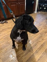Reunited Male Dog last seen Near White Oak Valley Rd, McDonald, TN 37353, USA, McDonald, TN 37353