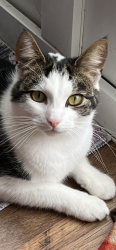 Lost Female Cat last seen OX26 2GB, Oxfordshire, England OX26 2GB