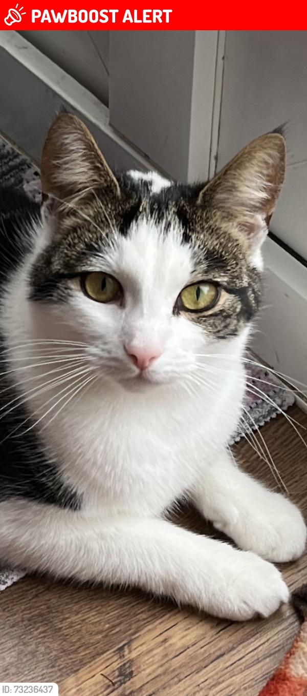 Lost Female Cat last seen OX26 2GB, Oxfordshire, England OX26 2GB