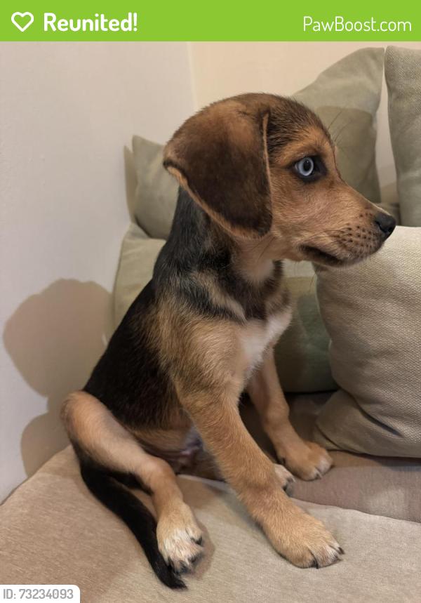 Reunited Male Dog last seen Near Judy Lane, Front Royal, VA, Front Royal, VA 22630