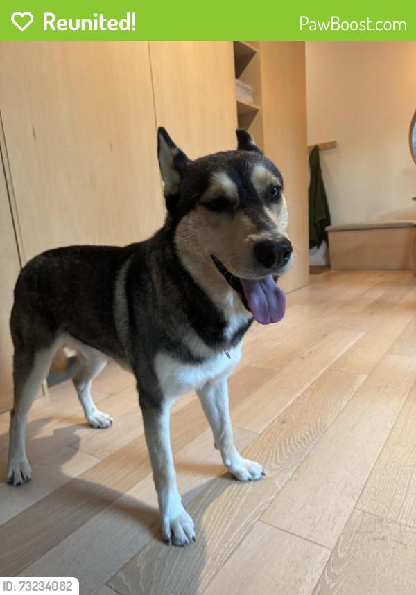 Reunited Male Dog last seen Near Judy Ln, Front Royal, VA, Front Royal, VA 22630