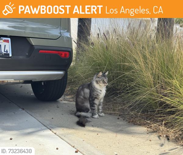 Found/Stray Unknown Cat last seen Marcasel/Washington, Los Angeles, CA 90066