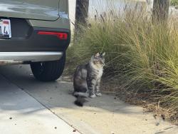 Found/Stray Unknown Cat last seen Marcasel/Washington, Los Angeles, CA 90066