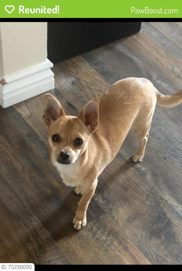 Reunited Female Dog last seen Near Mamie Ave, Lakewood, CA 90713, USA, Lakewood, CA 90713
